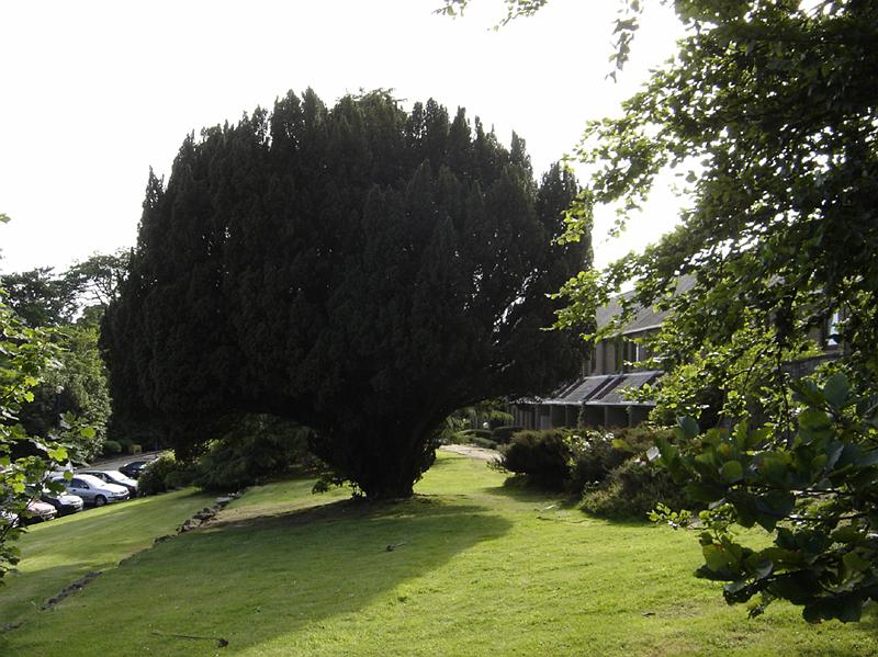 Background of many photos.jpg - The tree that was used as a backdrop for many team and class photos.